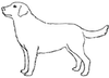 A black line drawing of a labrador. The dog is white.