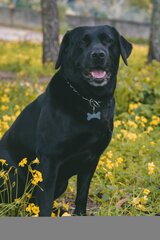 vertical-shot-cute-happy-dog-sitting-ground-near-yellow-flowers