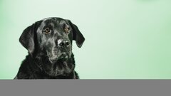 black-labrador-green-background